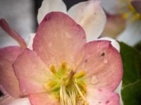 Schneerose hell violett